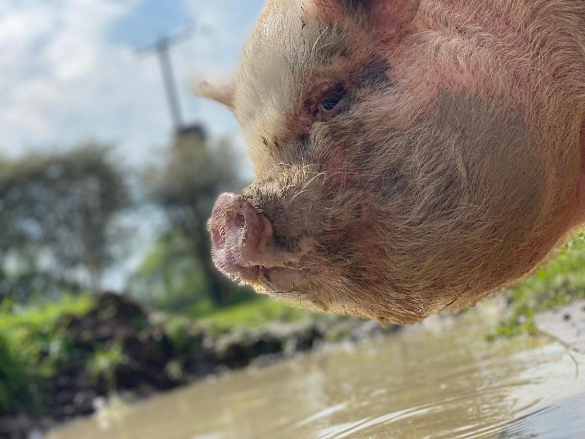 Hogget Hotel Foxton Bagian luar foto